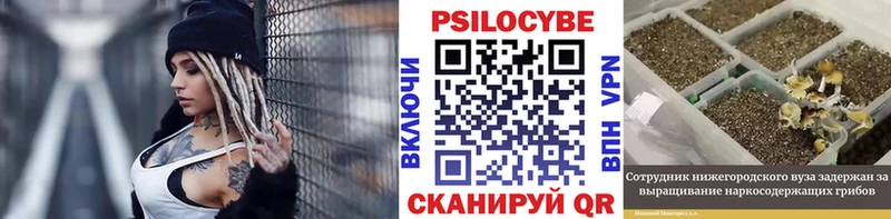 цена   Буй  Псилоцибиновые грибы Magic Shrooms 