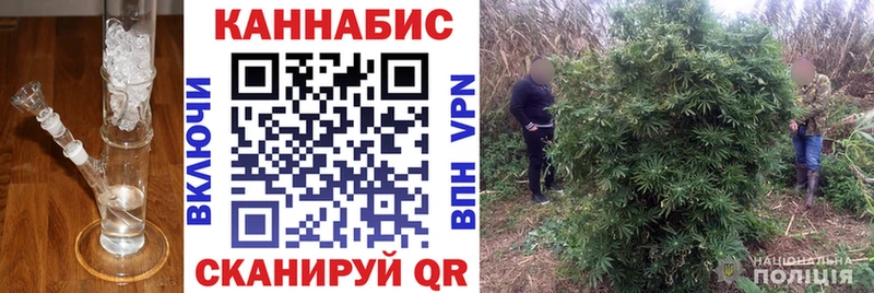 где найти   Буй  Шишки марихуана индика 